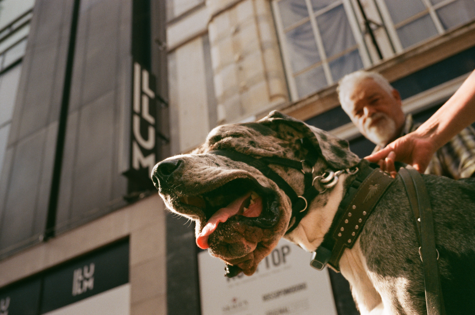 dog seen close against a blurred city wall